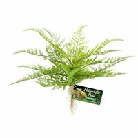 Naturalistic Flora - Lace Fern | reptile and terrarium supplies