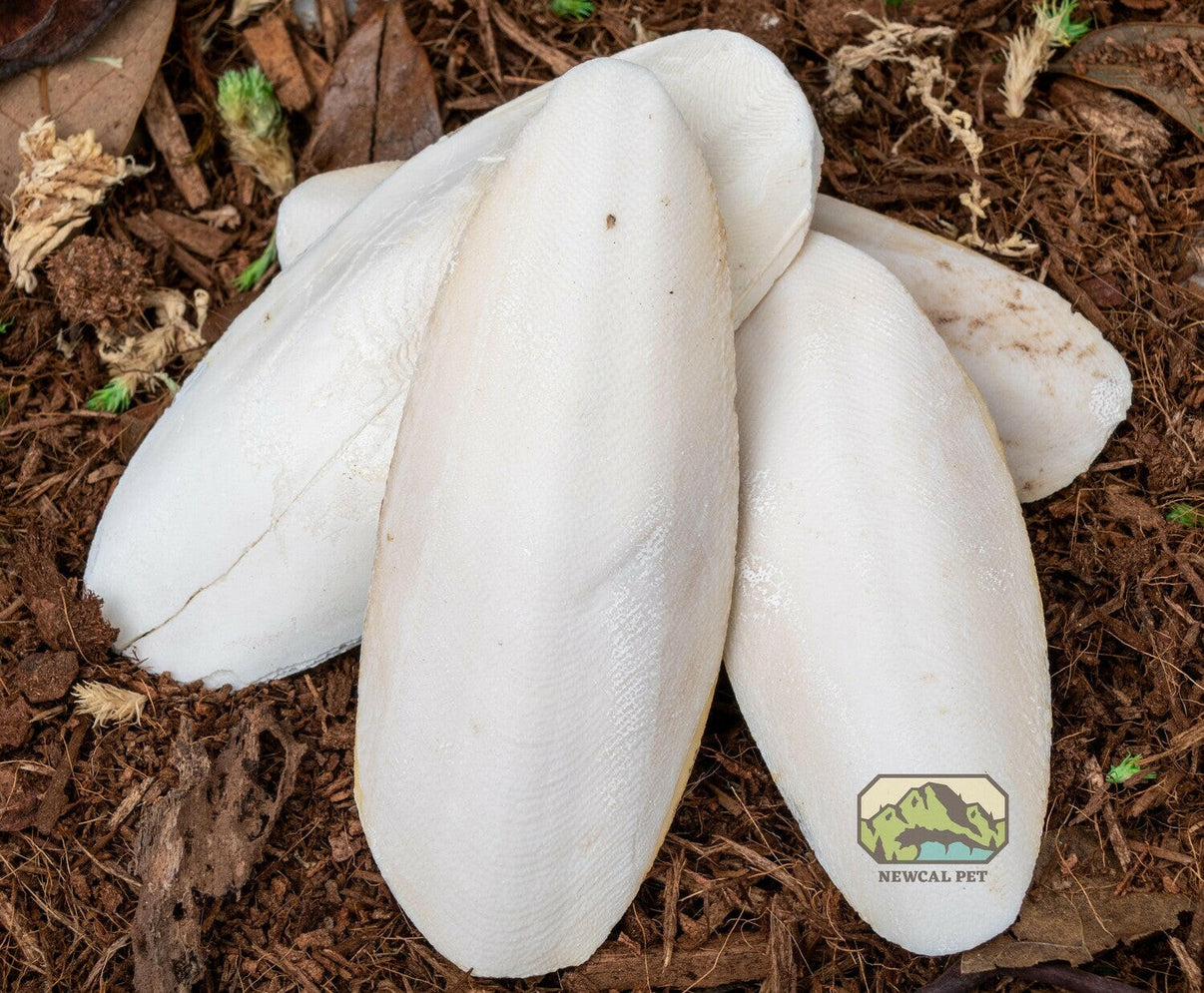 Cuttlebone | reptile and terrarium supplies