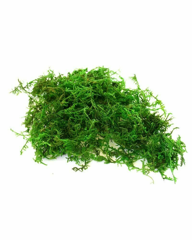 Dried Mountain Moss | reptile and terrarium supplies