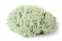 Norwegian Reindeer Moss | reptile and terrarium supplies