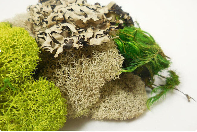 Premium Moss Collection | reptile and terrarium supplies