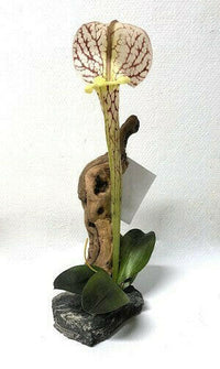 Pitcher Plant on driftwood