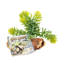 Sedrum Plant on Driftwood | reptile and terrarium supplies