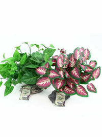 Tropical plant on stone base | reptile and terrarium supplies