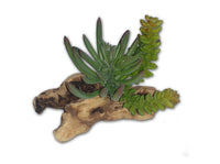 8" Succulent on wood base | reptile and terrarium supplies