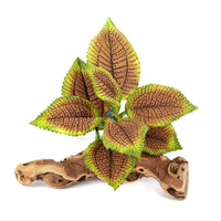 Coleus plant on Driftwood | reptile and terrarium supplies