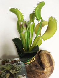 Venus fly trap on driftwood | reptile and terrarium supplies