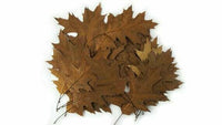 Northern Pin Oak Leaves | reptile and terrarium supplies