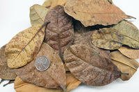 Cashew Leaves | reptile and terrarium supplies