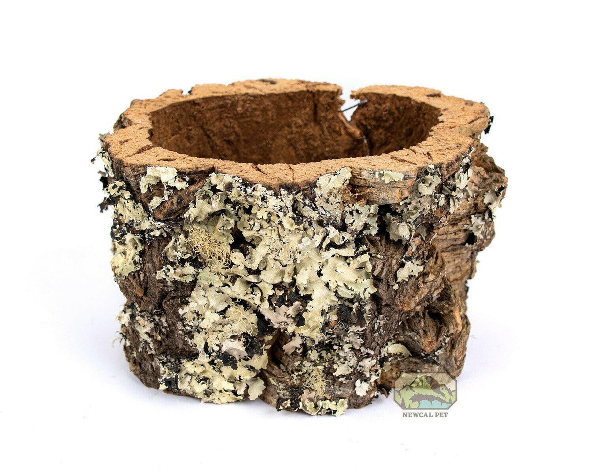 NewCal Cork Flower Pot | reptile and terrarium supplies