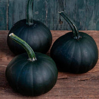 This is Cucurbita pepo. The common name for this is Black Bear Pumpkin. Whimsy and Wonder Seeds sells the freshest of heirloom seeds, vegetable seeds and rare garden seeds. Check this Black Bear Pumpkin (Cucurbita pepo) out along with all of our Heirloom vegetables and rare garden plant seeds hereat Whimsy and Wonder Seeds. We ship these garden seeds from Canada to anywhere in the World.