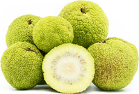 Osage Orange