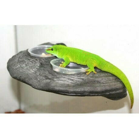 MagNaturals Gecko Feeding Ledge color Granite