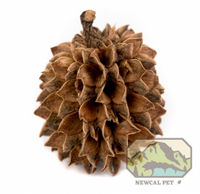 Casuarina Cones - 10 Pack | reptile and terrarium supplies