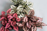 Polka Dot Plant - Carmine, White and Pink Mix