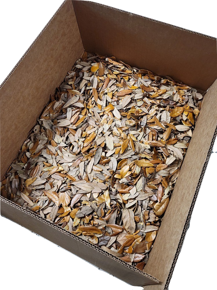 Live Oak Leaf Size 24 Quart Box