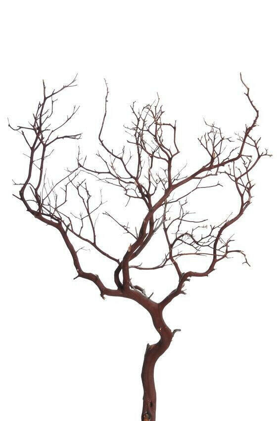 Natural Red Manzanita Branch | reptile and terrarium supplies