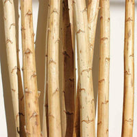 Dragon Tail Wood | reptile and terrarium supplies