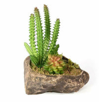 Pangea Succulent Garden #1 | reptile and terrarium supplies