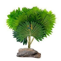 Mini fan palm | reptile and terrarium supplies