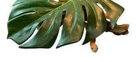 Medium leaf hide on driftwood | reptile and terrarium supplies