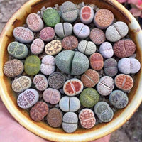 Meet Lithops ssp. The common name for this is Living Stones. Stargazer Exotics is proud to offer the freshest of rare plant seeds.Other Common names for this rare Succulent are: Stonecrop, Pebble Plants, Stone Plants, Living Pebbles. Check this Living Stones (Lithops ssp) out along with all of our other Succulent plant seeds here at Stargazer Exotics. We ship these Succulent seeds from Canada to anywhere in the World.
