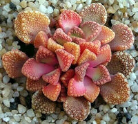 Meet Titanopsis hugo-schlechteri. The common name for this is Jewel Plant. Stargazer Exotics is proud to offer the freshest of rare plant seeds.Other Common names for this rare Succulent are: Fittonia Albivenis, Nerve Plant, Mosaic Plant. Check this Jewel Plant (Titanopsis hugo-schlechteri) out along with all of our other Succulent plant seeds here at Stargazer Exotics. We ship these Succulent seeds from Canada to anywhere in the World.
