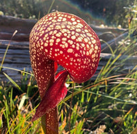 Meet Schizobasis intricata / Drimia intricata. The common name for this is Climbing  Onion. Stargazer Exotics is proud to offer the freshest of rare plant seeds. Other Common names for this rare Succulent are: California pitcher plant, cobra pitcher plant, purple pitcher plant. Check this Climbing  Onion (Schizobasis intricata / Drimia intricata) out along with all of our other Succulent plant seeds here at Stargazer Exotics. We ship these Succulent seeds from Canada to anywhere in the World.
