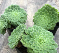 Meet Aeonium tabuliforme. The common name for this is Dinner Plate Plant . Stargazer Exotics is proud to offer the freshest of rare plant seeds. Other Common names for this rare Succulent are: Dinner Plate Plant: Giant Elephant Ear, Elephant's Ear Plant, Alocasia Macrorrhiza. Check this Dinner Plate Plant (Aeonium tabuliforme) out along with all of our other Succulent plant seeds here at Stargazer Exotics. We ship these Succulent seeds from Canada to anywhere in the World.
