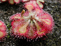 Meet Drosera Aliciae. The common name for this is Alice Sundew. Stargazer Exotics is proud to offer the freshest of rare plant seeds. Other Common names for this rare Carnivorous Plant are: Alice Sundew, Pink Sundew, Queensland Sundew. Check this Alice Sundew (Drosera Aliciae) out along with all of our other Carnivorous Plants seeds here at Stargazer Exotics. We ship these Carnivorous Plants seeds from Canada to anywhere in the World.