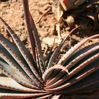 Meet Aloe Compressa Var. Purple. The common name for this is Purple Aloe Plant -RARE. Stargazer Exotics is proud to offer the freshest of rare plant seeds. Other Common names for this rare Succulent are: Purple aloe vera, Aloe vera "Black Gem". Check this Purple Aloe Plant -RARE (Aloe Compressa Var. Purple) out along with all of our other Succulent plant seeds here at Stargazer Exotics. We ship these Succulent seeds from Canada to anywhere in the World.
