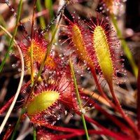 Meet  Drosera anglica. The common name for this is Great English Sundew. Stargazer Exotics is proud to offer the freshest of rare plant seeds. Other Common names for this rare Carnivorous Plant are: Drosera anglica, English Sundew. Check this Great English Sundew ( Drosera anglica) out along with all of our other Carnivorous Plants seeds here at Stargazer Exotics. We ship these Carnivorous Plants seeds from Canada to anywhere in the World.
