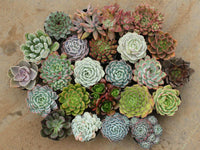 Meet Echeveria ssp.. The common name for this is Echeveria Mix . Stargazer Exotics is proud to offer the freshest of rare plant seeds. Other Common names for this rare Succulent are: Echeveria Mix. Check this Echeveria Mix (Echeveria ssp.) out along with all of our other Succulent plant seeds here at Stargazer Exotics. We ship these Succulent seeds from Canada to anywhere in the World.
