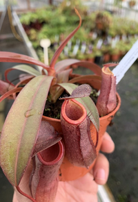 Meet Nepenthes sanguinea. The common name for this is Pitcher Plant. Stargazer Exotics is proud to offer the freshest of rare plant seeds. Other Common names for this rare Carnivorous Plant are: Pitcher plant, Sarracenia, Venus flytrap. Check this Pitcher Plant (Nepenthes sanguinea) out along with all of our other Carnivorous Plants seeds here at Stargazer Exotics. We ship these Carnivorous Plants seeds from Canada to anywhere in the World.
