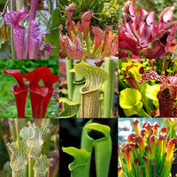 Meet Sarracenia Spp. The common name for this is Trumpet Pitcher Mix. Stargazer Exotics is proud to offer the freshest of rare plant seeds. Other Common names for this rare Carnivorous Plant are: Sarracenia, purple pitcher plant, sweet pitcher plant. Check this Trumpet Pitcher Mix (Sarracenia Spp.) out along with all of our other Carnivorous Plants seeds here at Stargazer Exotics. We ship these Carnivorous Plants seeds from Canada to anywhere in the World.
