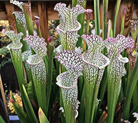 Meet Sarracenia Leucophylla. The common name for this is White-Topped Trumpet Pitcher Plant . Stargazer Exotics is proud to offer the freshest of rare plant seeds. Other Common names for this rare Carnivorous Plant are :White Pitcher Plant, Sarracenia Leucophylla. Check this White-Topped Trumpet Pitcher Plant (Sarracenia Leucophylla) out along with all of our other Carnivorous Plants seeds here at Stargazer Exotics. We ship these Carnivorous Plants seeds from Canada to anywhere in the World.
