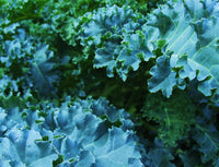 Meet Brassica oleracea.The common name for this is Blue Curled Scotch Kale. Stargazer Exotics is proud to offer the freshest of rare plant seeds. Check this Blue Curled Scotch Kale (Brassica oleracea) out along with all of our other Heirloom Vegetable and Rare Finds Trees plant seeds here at Stargazer Exotics. We ship these Heirloom Vegetable and Rare Finds seeds from Canada to anywhere in the World.