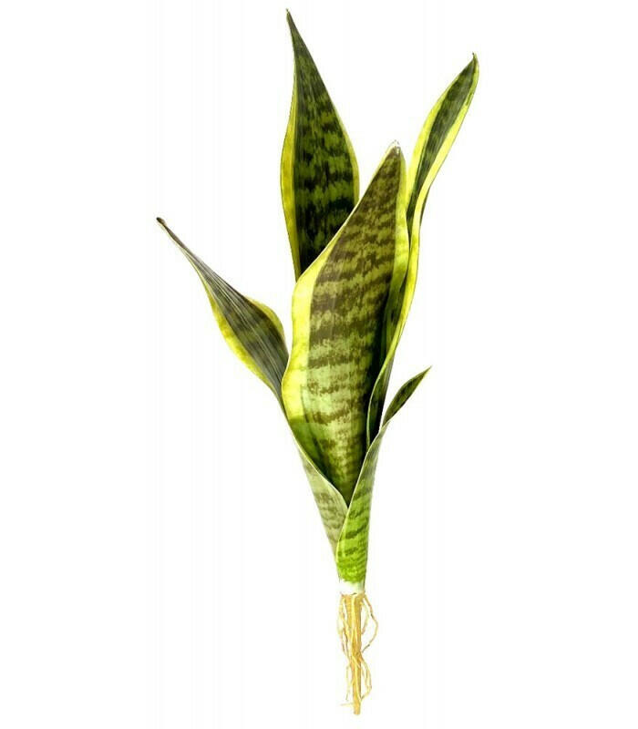 Snake Plant - Laurentil | reptile and terrarium supplies