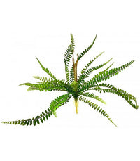 Sword Fern | reptile and terrarium supplies