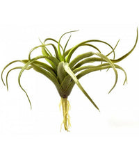 Air Plant Tillandsia Harrisii | reptile and terrarium supplies