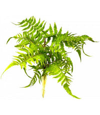 Boston Fern - Nephrolepis Exaltata | reptile and terrarium supplies