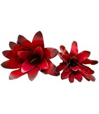 Bromeliad - Fireball Size Large | reptile and terrarium supplies