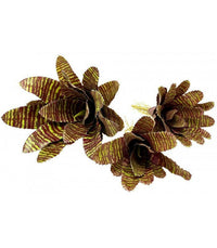 Bromeliad - Red Chestnut Size Large | reptile and terrarium supplies