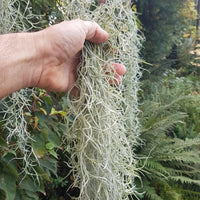 Live Spanish Moss - Tillandsia usneoides | reptile and terrarium supplies