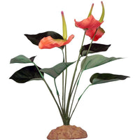 Anthurium Bush | reptile and terrarium supplies