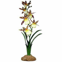 Spider Orchid | reptile and terrarium supplies