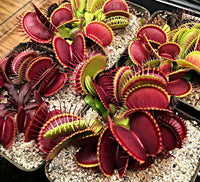 Meet Dionaea muscipula 'B52". The common name for this is Giant Venus Fly Trap . Stargazer Exotics is proud to offer the freshest of rare plant seeds. Other Common names for this rare Carnivorous Plant are: Giant Venus Flytrap, Carnivorous Plant, Insectivorous Plant. Check this Giant Venus Fly Trap  (Dionaea muscipula 'B52") out along with all of our other Carnivorous Plants seeds here at Stargazer Exotics. We ship these Carnivorous Plants seeds from Canada to anywhere in the World.
