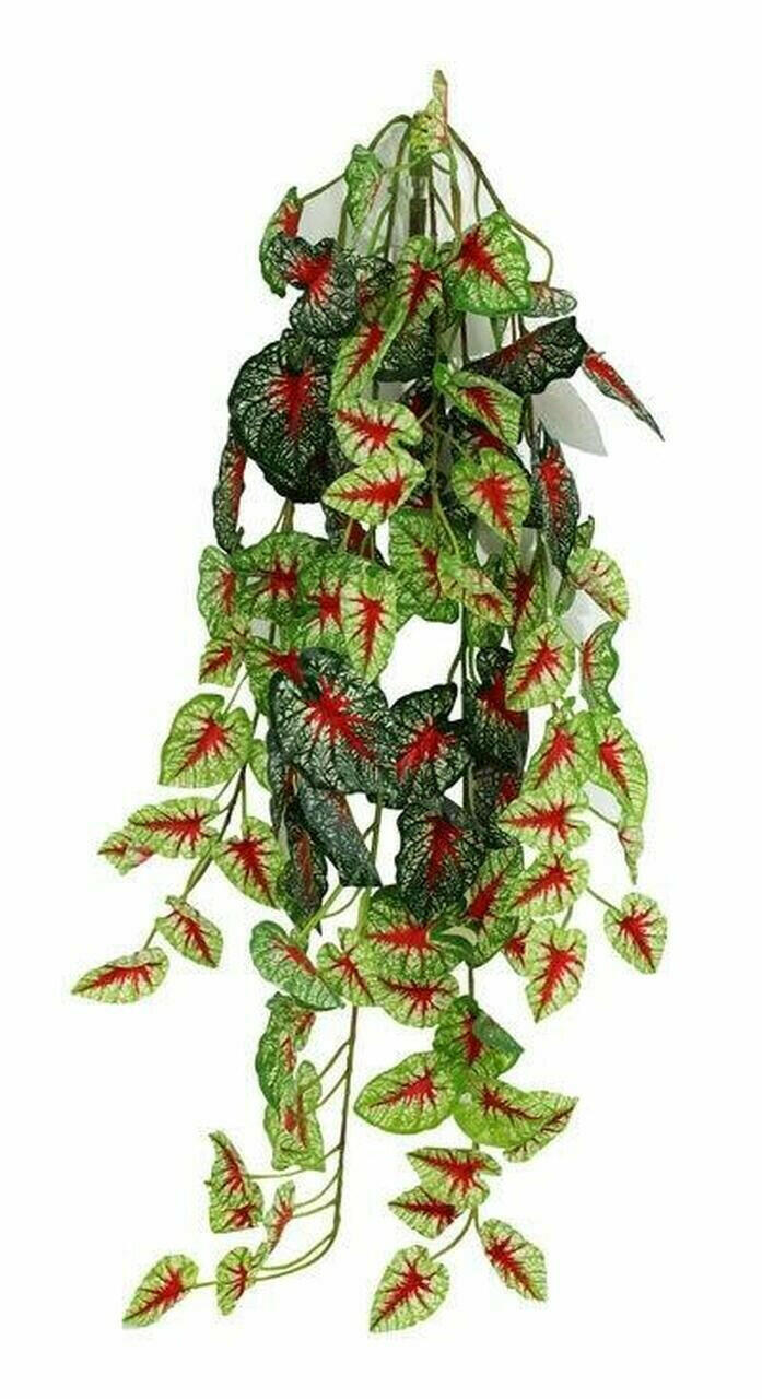 Caladium Hanging Bush | reptile and terrarium supplies