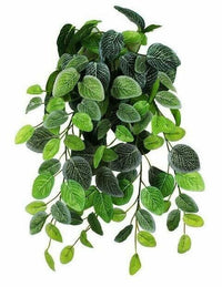 Fittonia Hanging Bush Size 24"