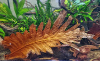 Oakleaf Fern Leaves | reptile and terrarium supplies